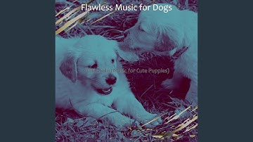 Groovy Backdrops for Calming Dogs