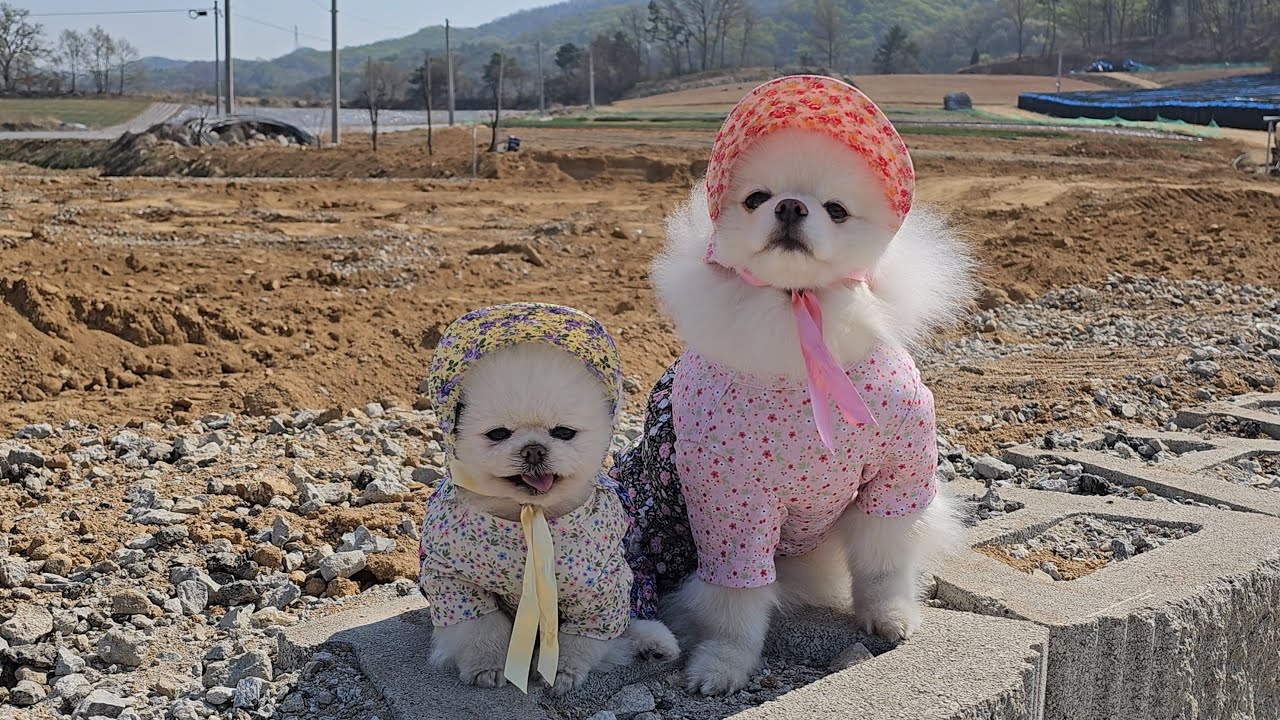 전세사기를 당했어요ㅜㅜ 루퐁이와 행복하게 살고 싶었을 뿐이었는데... YouTube