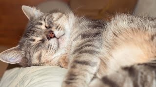 Peaceful Harp Music to Calm Cats - Soothing Music to Relieve Stress and Anxiety