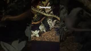 Famous SUPER Slow Mo Carpet Python Feeding #snake #reptiles #feeding #morelia #pets #savage #hunger #animal Profile