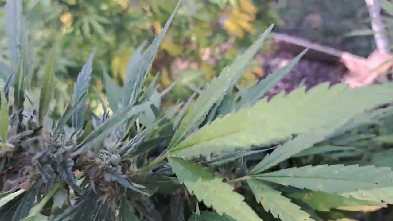 outdoor cannabis grow in Missouri