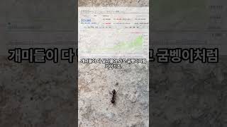 🚨"삼전이 33만 원이고 하이닉스가 220만 원이면 삼전이 싼 거 아이가?" 영도 다리 밑 할배들 돋보기 깨부수는 액면분할 야바위