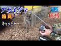 アライグマを2匹捕獲