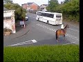 Horse falling on road