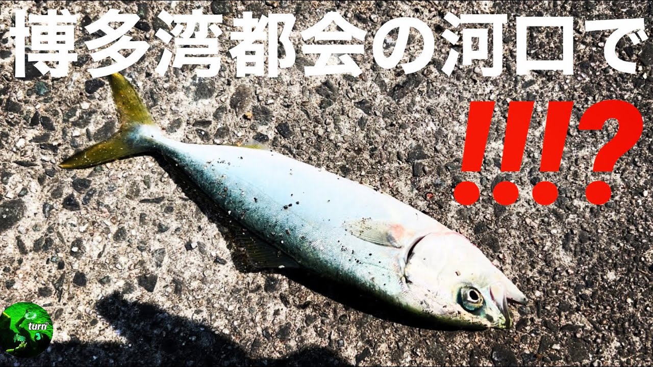 【博多湾】都会の河口で【青物】！！！？　#シーバス　#青物　#ヤズ