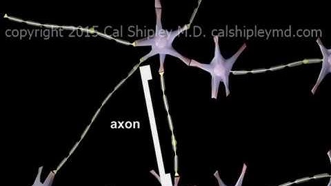 Traumatic Brain Injury - Diffuse Axonal Injury (DAI)  - Animation by Dr. Cal Shipley, M.D.