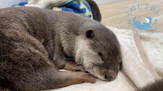【カワウソ】みんなでお昼寝　Otter　Take a nap together