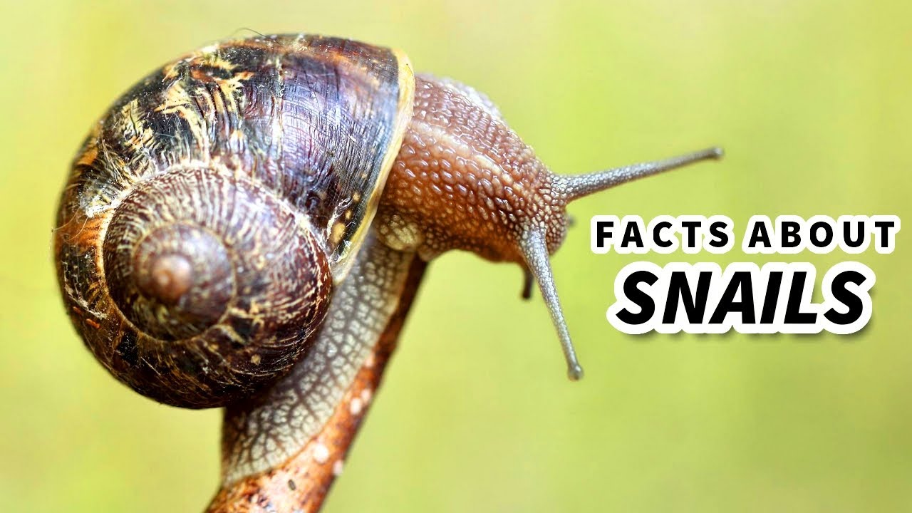 Snail Facts: Learn About the LAND SNAIL  Animal Fact Files - YouTube