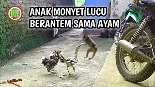 Monkey boy fighting with chicken // Anak monyet berantem sama ayam