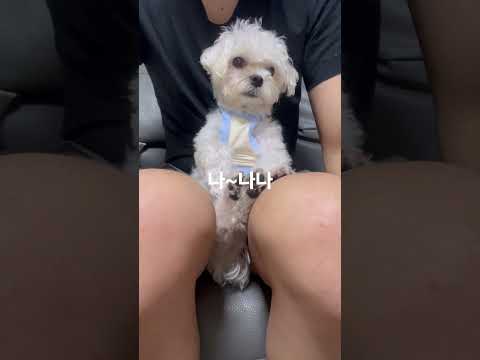 #말티즈 #강아지일상 #춤추는강아지 #멍멍이그램