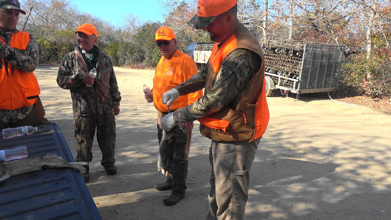 Skyview's Beagles Rabbit Hunting And Cleaning Rabbits 11-5-24 - YouTube