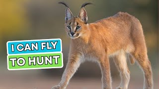 Caracal | A High-Jumping Bird Hunter | The MOST DANGEROUS Cat In the World
