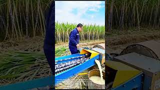 Sugarcane Juice Extraction: Modern Farming Technology