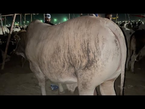 Alhamdulillah Mandi Ka Sub Sy Bhari Tiger Bull Hum Ny Khareed Lya 😍 ️ ...