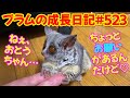 Bushbaby Plum's Growth Diary ショウガラゴ プラムの成長日記 523