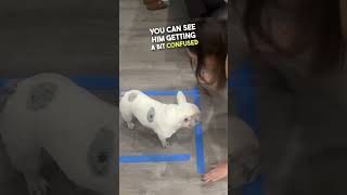 This Dog Can't Leave the Box 😂