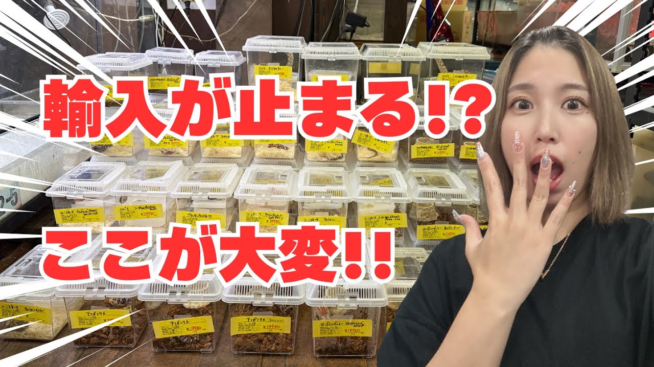 【大変！】大量輸入が止まる！？