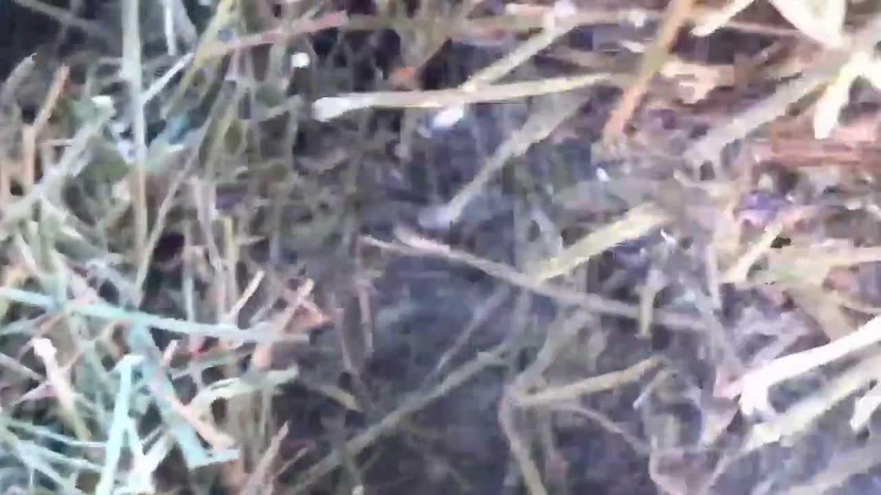 Standlee Hay Company Review