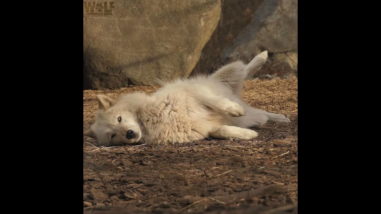 Я вас съем! ✧ Подпишись ✧ Будем тебе очень рады ✧ Awooo