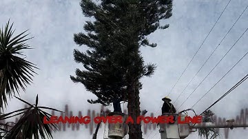 Pine tree removal between power lines and a house