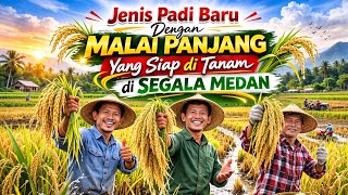 A type of super weight long panicle rice that can be planted in all fields