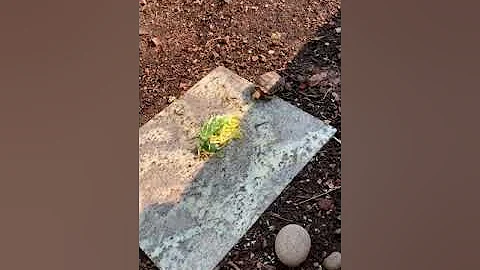 What baby tortoises like to eat