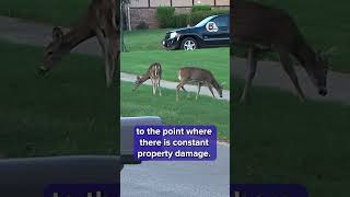 Parma considers deer culling program to control growing deer population