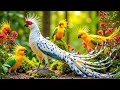 Colorful Small Birds with Enchanting Songs 🐦