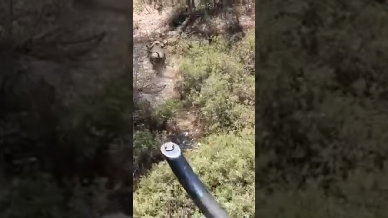 Dangerous charge from a wounded buffalo 