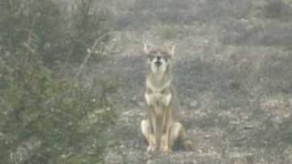 Howling Coyote