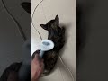 【インドの猫】気持ちいいですか？ #cat