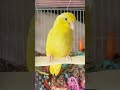 jojo's sister, daisy💕 #birdsofinstagram #bird #parrot #parrotlet #parrotvideo #cutebirds #birb