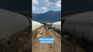 Seralarda Çalışma Zamanı