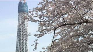 都心の桜が満開 日本一のスカイツリーと競演