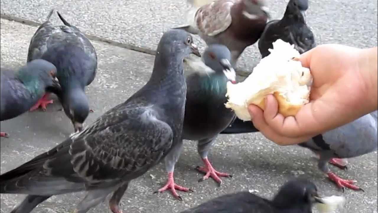 鳩たちに餌 YouTube 鳩たちに餌 YouTube