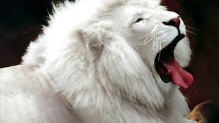 The lion roars screenshot 1
