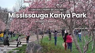 Mississauga Kariya Park: Sakura Cherry Blossom 2026 Peak Season - Walking Tour Part 2
