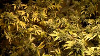 1000 watt medical grow flowering D40