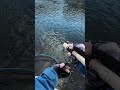 Japan Fishing ASMR - Trout Fight#161🎣