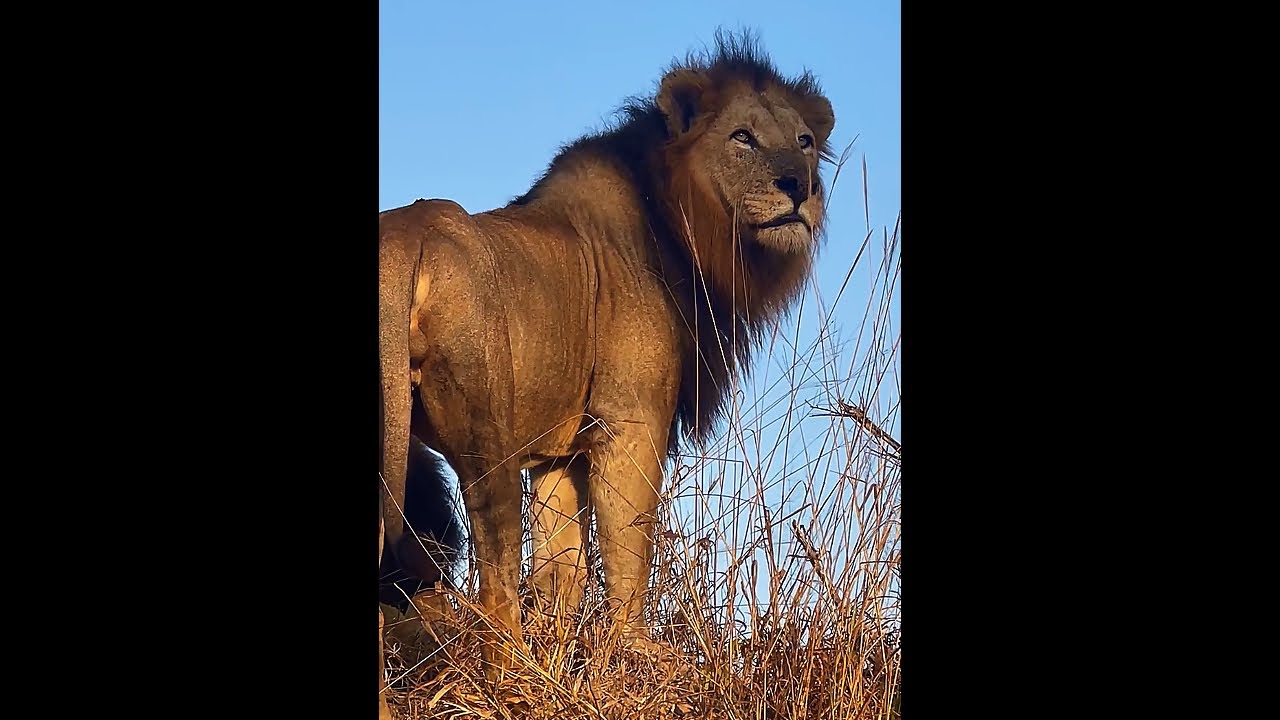 Magnificent Kruger Male Lion Sighting | Sabi Sands | 29 May 2025