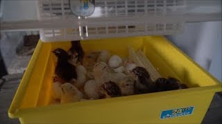 Chicks Of Hatching Round 4