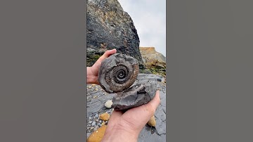 Exposing a perfect Cretaceous Belemnite (Squid-like creature) fossil from the edge of a mudslide! 🦑