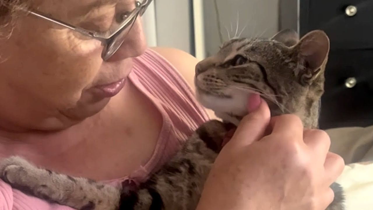 Woman brings home a cat, loses her instantly to grandma
