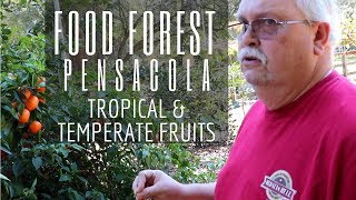 Fantasia of Fruits in This Garden & Grove Tour (North Florida)