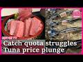 Bluefin tuna prices plunge amid record catches
