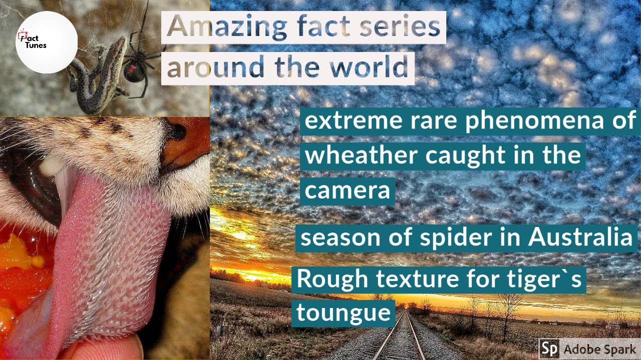 AMAZING FACTS AROUND THE WORLD PART 01 FACT TUNES YouTube