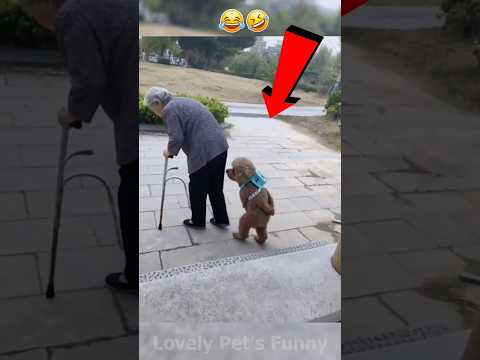 “The Funniest Animal Moments You’ll See Today 😂🐾 | Try Not to Laugh!” #Shorts #funny #funnyanimals