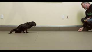 Joni -Neurological Gait Analysis Progression