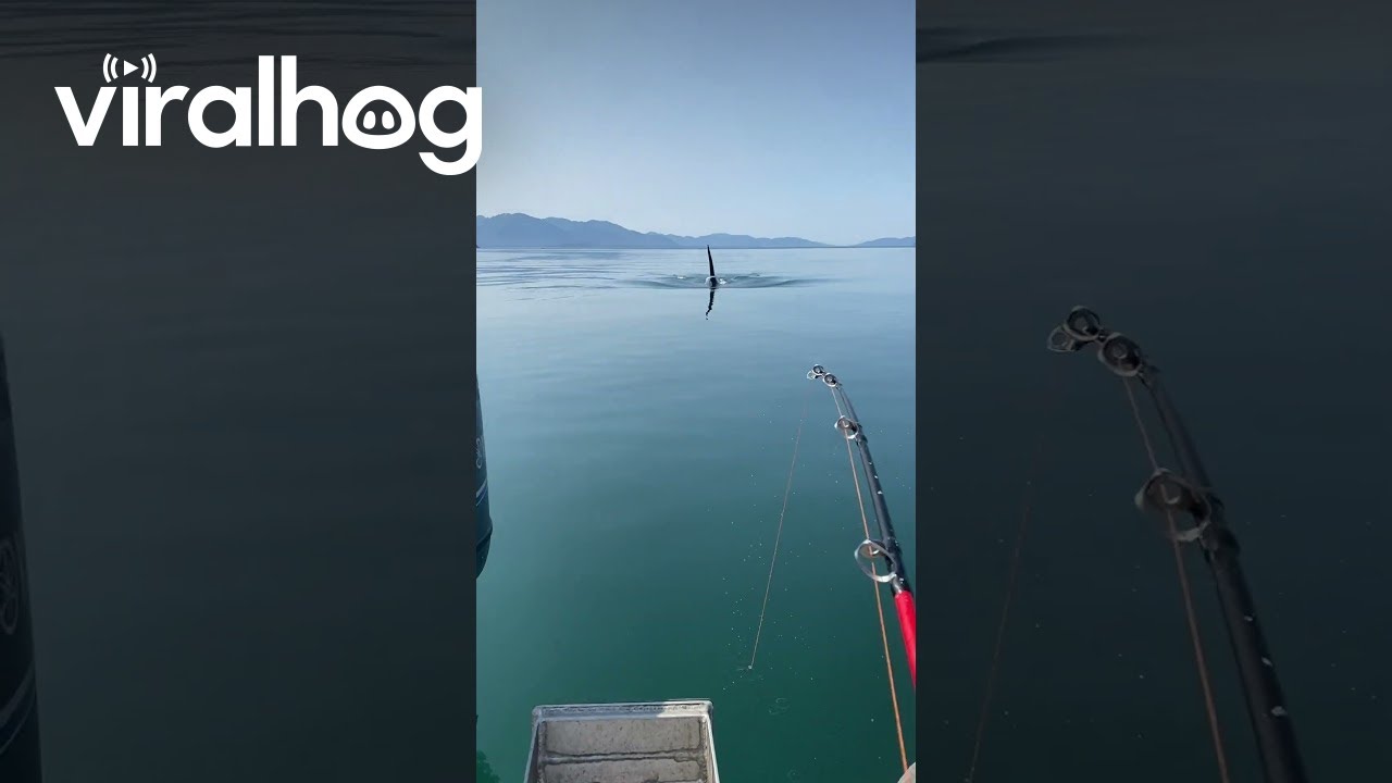 Orca Approaches Fishing Boat || ViralHog