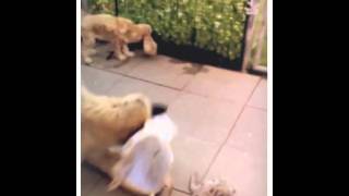 Chayton & Jaidyn..... Le Plaisir A Chaque Instant..... (Cr